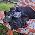 Dog, Goggles, Vision Care, Sunglasses, Dog breed, Carnivore, Working Animal, Eyewear, Hat, Companion dog, Fawn, Collar, Dog Supply, Snout, Personal Protective Equipment, Grass, Dog Collar, Plant, Canidae