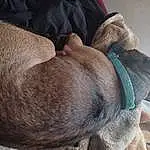 Dog, Comfort, Ear, Working Animal, Liver, Carnivore, Grey, Dog breed, Fawn, Companion dog, Wrinkle, Pet Supply, Whiskers, Snout, Dog Supply, Collar, Furry friends, Terrestrial Animal, Nap