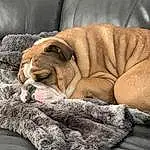 Dog, Carnivore, Dog breed, Comfort, Wood, Companion dog, Fawn, Wrinkle, Snout, Dog Supply, Hardwood, Bored, Canidae, Linens, Terrestrial Animal, Nap, Furry friends, Bedding