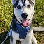 Dog, Dog breed, Carnivore, Plant, Collar, Grass, Companion dog, Snout, Working Animal, Dog Collar, Herding Dog, Tail, Whiskers, Sled Dog, Working Dog, Fang, Leash, Canidae, Furry friends