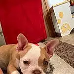 Dog, Dog breed, Carnivore, Ear, Comfort, Fawn, Companion dog, Bulldog, Snout, Whiskers, Terrestrial Animal, Canidae, Working Animal, Toy Dog, Furry friends, Non-sporting Group, Box, Wrinkle