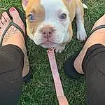 Dog, Leg, Green, Carnivore, Ear, Grass, Dog breed, Fawn, Companion dog, Snout, Working Animal, Whiskers, Fun, Human Leg, Terrestrial Animal, Happy, Leisure, Foot, Canidae
