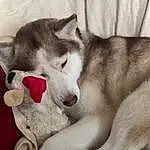 Dog, Dog breed, Jaw, Carnivore, Fawn, Sled Dog, Companion dog, Siberian Husky, Comfort, Snout, Canidae, Furry friends, Canis, Terrestrial Animal, Working Dog, Paw, Working Animal, Non-sporting Group, Wolf