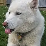Head, Dog, Eyes, Carnivore, Dog breed, Jaw, Plant, Companion dog, Snout, Whiskers, Furry friends, Terrestrial Animal, Working Animal, Canidae, Samoyed, Non-sporting Group, Ancient Dog Breeds, Working Dog, Grass
