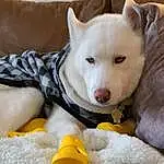 Dog, White, Dog breed, Carnivore, Comfort, Fawn, Companion dog, Snout, Working Animal, Whiskers, Furry friends, Collar, Siberian Husky, Canidae, Tail, Paw, Linens, Spitz, Non-sporting Group