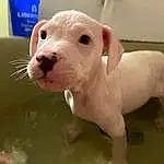 Dog breed, Dog, Toy, Carnivore, Water, Fawn, Companion dog, Whiskers, Snout, Working Animal, Terrestrial Animal, Livestock, Tail, Rodent, Domestic Pig, Suidae, English White Terrier, Canidae, Bathing, Animal Figure