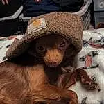 Cap, Hat, Fawn, Terrestrial Animal, Snout, Primate, Furry friends, Working Animal, Macaque, Wood, Fashion Accessory, Rhesus Macaque, Sitting, Whiskers, Claw