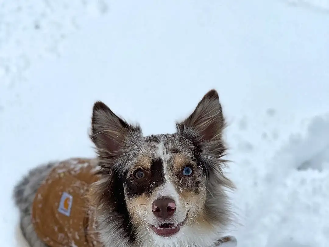 Dog, Snow, Carnivore, Dog breed, Companion dog, Freezing, Whiskers, Winter, Canidae, Furry friends, Fang, Dog Supply, Liver, Paw, Working Dog, Recreation, Terrestrial Animal
