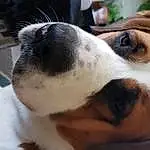 Dog, Dog breed, Carnivore, Ear, Collar, Companion dog, Fawn, Whiskers, Snout, Working Animal, Furry friends, Beagle, Terrestrial Animal, Paw, Street dog, Canidae, Working Dog, Scent Hound, Puppy love