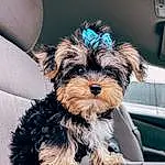 Dog, Carnivore, Dog breed, Companion dog, Toy Dog, Working Animal, Dog Supply, Snout, Liver, Small Terrier, Terrier, Windshield, Yorkshire Terrier, Dog Collar, Furry friends, Yorkipoo, Font, Biewer Terrier, Rectangle