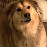 Dog, Dog breed, Carnivore, Whiskers, Companion dog, Fawn, Working Animal, Snout, Canidae, Terrestrial Animal, Furry friends, Pet Supply, Smile, Ancient Dog Breeds, Working Dog, Volpino Italiano, Non-sporting Group, Paw