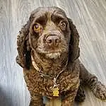 Dog, Dog breed, Carnivore, Liver, Wood, Snout, Spaniel, Companion dog, Terrestrial Animal, Furry friends, Working Animal, Toy, Tail, Canidae, Cocker Spaniel, Paw, Claw, Art