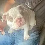 Jeans, Dog, Bulldog, Comfort, Carnivore, Dog breed, Fawn, Companion dog, Wrinkle, Snout, Toy Dog, White English Bulldog, Car Seat, Furry friends, Denim, Canidae, Nap, Child, Non-sporting Group