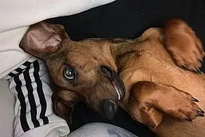 Dachshund Dog Ruger