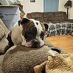 Dog, Comfort, Carnivore, Couch, Dog breed, Window, Fawn, Companion dog, Lamp, Snout, Working Animal, Wood, Collar, Room, Home, Chair, Furry friends, Hardwood