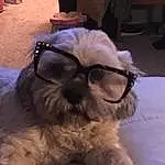 Glasses, Dog, Vision Care, Black, Dog breed, Carnivore, Working Animal, Companion dog, Fawn, Snout, Eyewear, Natural Material, Canidae, Toy Dog, Furry friends, Wood, Comfort, Shih Tzu, Non-sporting Group