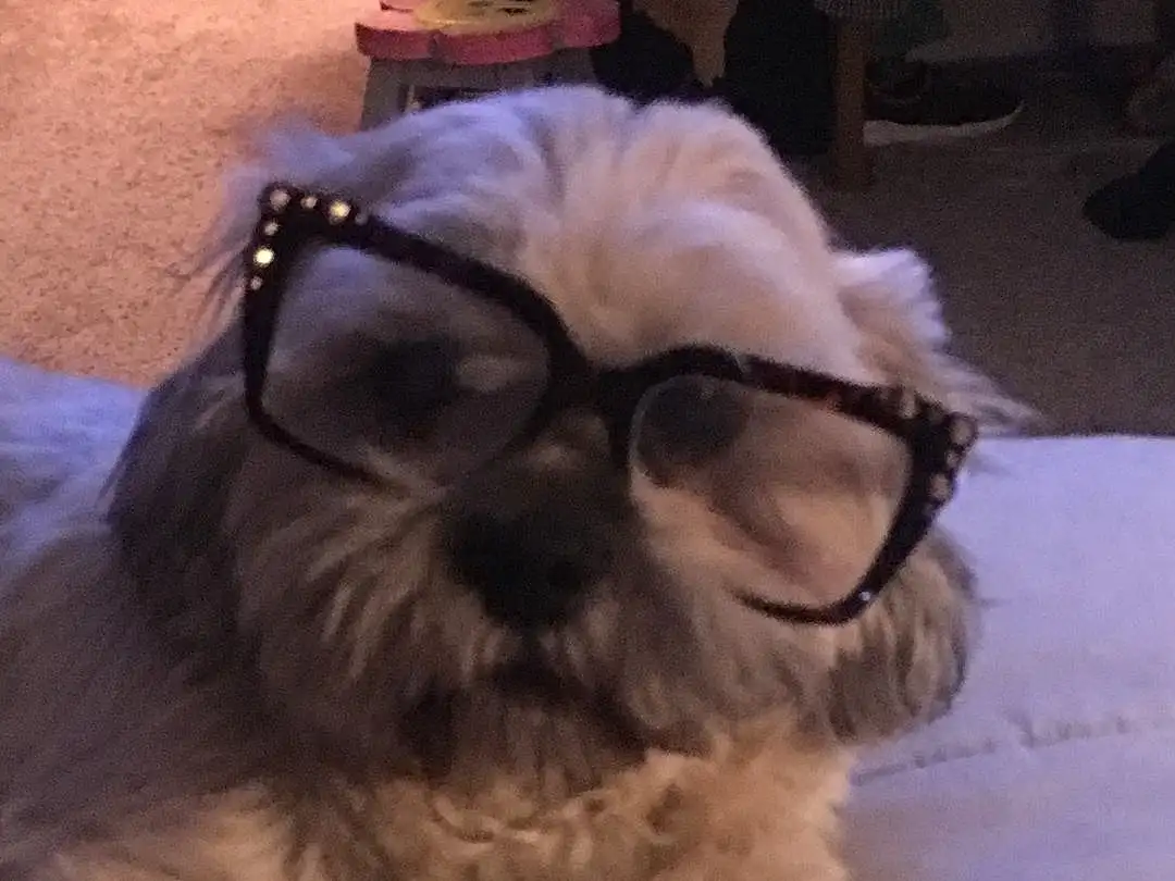 Glasses, Dog, Vision Care, Black, Dog breed, Carnivore, Working Animal, Companion dog, Fawn, Snout, Eyewear, Natural Material, Canidae, Toy Dog, Furry friends, Wood, Comfort, Shih Tzu, Non-sporting Group