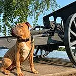 Dog, Sky, Dog breed, Working Animal, Carnivore, Collar, Automotive Tire, Fawn, Dog Collar, Wheel, Companion dog, Pet Supply, Rolling, Snout, Canidae, Liver, Vroom Vroom, Tree, Leash