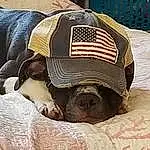 Dog, Dog breed, Carnivore, Comfort, Working Animal, Dog Supply, Fawn, Companion dog, Snout, Terrestrial Animal, Canidae, Pet Supply, Linens, Furry friends, Nap, Personal Protective Equipment, Cap, Wrinkle, Bag