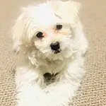 Dog, Dog breed, Carnivore, Plant, Companion dog, Toy Dog, Snout, Firefighter, Canidae, Working Animal, Maltepoo, Mal-shi, Furry friends, Small Terrier, Non-sporting Group, Water Dog, Shih-poo