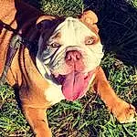 Bulldog, Dog, Dog breed, Plant, Carnivore, Grass, Companion dog, Fawn, Wrinkle, White English Bulldog, Snout, Tree, Canidae, Terrestrial Animal, Toy Dog, Working Animal, Adventure, Peach, Non-sporting Group