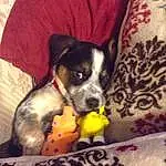 Dog, Dog breed, Comfort, Carnivore, Couch, Fawn, Companion dog, Working Animal, Snout, Toy Dog, Bored, Paw, Plant, Linens, Puppy love, Canidae, Texas Heeler, Chihuahua, Terrestrial Animal