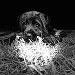 Dog, Carnivore, Dog breed, Flash Photography, Grass, Whiskers, Plant, Snout, Companion dog, Terrestrial Animal, Black & White, Monochrome, Darkness, Furry friends, Canidae, Working Animal, Soil, Wood