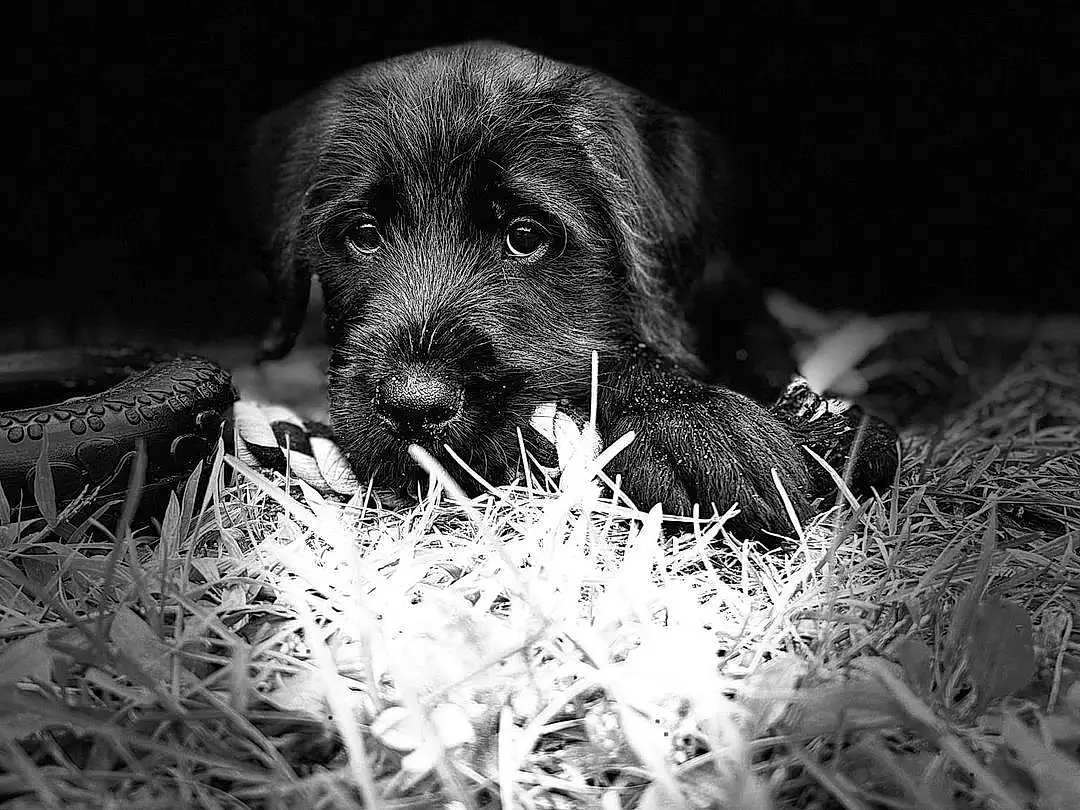 Dog, Carnivore, Dog breed, Flash Photography, Grass, Whiskers, Plant, Snout, Companion dog, Terrestrial Animal, Black & White, Monochrome, Darkness, Furry friends, Canidae, Working Animal, Soil, Wood