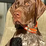 Dog, Carnivore, Dog breed, Collar, Liver, Pet Supply, Fawn, Dog Collar, Ear, Working Animal, Companion dog, Snout, Whiskers, Dog Supply, Leash, Gun Dog, Furry friends, Canidae, Biting