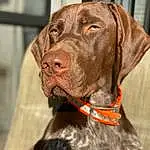 Dog, Carnivore, Dog breed, Collar, Liver, Pet Supply, Fawn, Dog Collar, Ear, Working Animal, Companion dog, Snout, Whiskers, Dog Supply, Leash, Gun Dog, Furry friends, Canidae, Biting