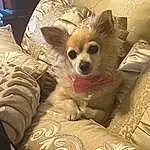 Dog, Carnivore, Dog breed, Companion dog, Fawn, Dog Supply, Whiskers, Toy Dog, Chihuahua, Snout, Comfort, Furry friends, Canidae, Corgi-chihuahua, Chair, Non-sporting Group
