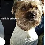 Dog, Liver, Dog Supply, Carnivore, Working Animal, Companion dog, Toy Dog, Dog breed, Font, Furry friends, Screenshot, Small Terrier, Dog Clothes, Terrier, Canidae, Photo Caption, Biewer Terrier, Pet Supply, Maltepoo