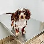 Dog, Carnivore, Liver, Dog breed, Companion dog, Snout, Spaniel, Working Animal, Furry friends, Whiskers, Rectangle, Gun Dog, Laptop, Canidae, Hunting Dog