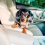 Dog, Vehicle, Vroom Vroom, Automotive Design, Carnivore, Dog breed, Vehicle Door, Mode Of Transport, Car Seat Cover, Automotive Exterior, Companion dog, Car, Head Restraint, Car Seat, Family Car, Auto Part, Personal Luxury Car, Luxury Vehicle, Travel