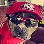 Glasses, Dog, Vision Care, Sunglasses, Goggles, Beard, Eyewear, Carnivore, Facial Hair, Cool, Dog breed, Cap, Companion dog, Baseball Cap, Personal Protective Equipment, Snout, Working Animal, Selfie, Fashion Accessory, Moustache