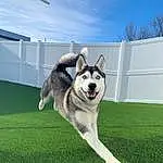 Dog, Sky, Cloud, Dog breed, Grass, Carnivore, Companion dog, Sled Dog, Tail, Recreation, Dog Sports, Siberian Husky, Working Dog, Tree, Working Animal, Canidae, Grassland