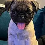 Pug, Dog, Dog breed, Carnivore, Blue, Iris, Companion dog, Fawn, Snout, Wrinkle, Toy Dog, Whiskers, Canidae, Electric Blue, Non-sporting Group, Terrestrial Animal, Puppy