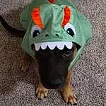 Carnivore, Toy, Dog breed, Dog Clothes, Fawn, Working Animal, Fang, Bat, Whiskers, Cap, Personal Protective Equipment, Snout, Stuffed Toy, Dog Supply, Costume Hat, Companion dog, Terrestrial Animal, Canidae, Fictional Character