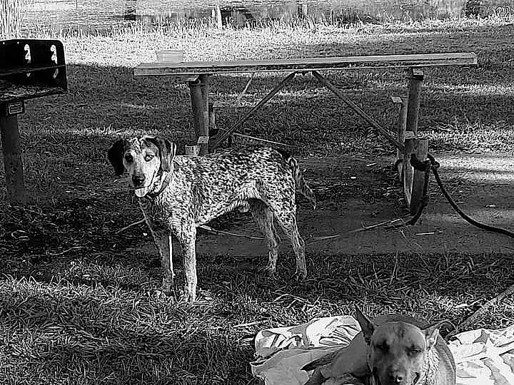 Dog, Working Animal, Black-and-white, Carnivore, Style, Dog breed, Grass, Grassland, Art, Tints And Shades, Monochrome, Black & White, Painting, Canidae, Pasture, Landscape, Stock Photography, Field, Terrestrial Animal