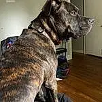 Dog, Dog breed, Carnivore, Collar, Fawn, Military Camouflage, Snout, Dog Collar, Great Dane, Canidae, Liver, Working Animal, Furry friends, Guard Dog, Treeing Tennessee Brindle, Working Dog, Companion dog, Cargo Pants, Non-sporting Group