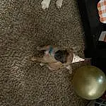 Dog, Carnivore, Dog breed, Fawn, Balloon, Companion dog, Tail, Wood, Asphalt, Soil, Canidae, Concrete, Road Surface, Room, Toy, Non-sporting Group