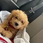 Dog, Dog breed, Carnivore, Fawn, Companion dog, Toy Dog, Comfort, Toy, Snout, Dog Clothes, Terrier, Furry friends, Working Animal, Labradoodle, Poodle, Small Terrier, Car Seat, Canidae, Vehicle Door