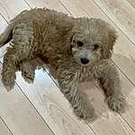 Dog, Carnivore, Dog breed, Companion dog, Wood, Toy Dog, Water Dog, Snout, Terrier, Shih-poo, Small Terrier, Dog Supply, Labradoodle, Hardwood, Furry friends, Poodle, Plank, Yorkipoo