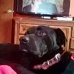 Dog, Television, Cabinetry, Carnivore, Wood, Dog breed, Television Set, Entertainment Center, Companion dog, Cable Television, Hardwood, Snout, Analog Television, Home Appliance, Room, Picture Frame, Display Device, Drawer