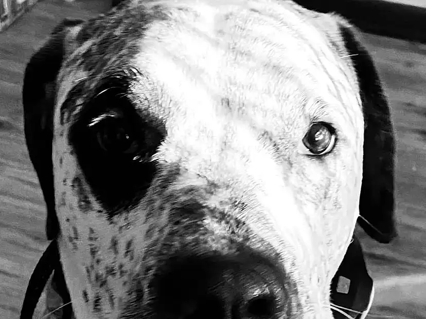 Dog, Carnivore, Collar, Working Animal, Dog breed, Style, Whiskers, Companion dog, Snout, Black & White, Dog Collar, Monochrome, Canidae, Stock Photography, Giant Dog Breed, Pet Supply, Guard Dog, Working Dog, Furry friends