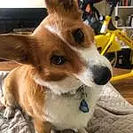 Dog, Carnivore, Collar, Fawn, Dog Supply, Dog breed, Companion dog, Photo Caption, Whiskers, Chair, Herding Dog, Furry friends, Working Animal, Canidae, Wheel, Toy Dog, Corgi-chihuahua, Font, Photography