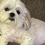Dog, Dog breed, Carnivore, Companion dog, Natural Material, Shih Tzu, Toy Dog, Snout, Working Animal, Furry friends, Canidae, Terrestrial Animal, Maltepoo, Comfort, Mal-shi, Small Terrier, Liver, Non-sporting Group, Shih-poo