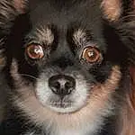 Dog, Carnivore, Dog breed, Whiskers, Working Animal, Fawn, Companion dog, Toy Dog, Snout, Art, Dog Supply, Furry friends, Canidae, Corgi-chihuahua, Terrestrial Animal, Puppy, Non-sporting Group, Working Dog