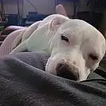 Dog, Dog breed, Jaw, Carnivore, Working Animal, Comfort, Fawn, Companion dog, Terrestrial Animal, Whiskers, Snout, Canidae, No Expression, Furry friends, Nap, Dogo Argentino, Fang, Non-sporting Group, Sleep