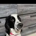 Dog, Dog breed, Carnivore, Collar, Companion dog, Dog Collar, Snout, Gun Dog, Working Animal, Furry friends, Spaniel, Canidae, English Setter, Black & White, Working Dog, Pointing Breed, Non-sporting Group, Hunting Dog